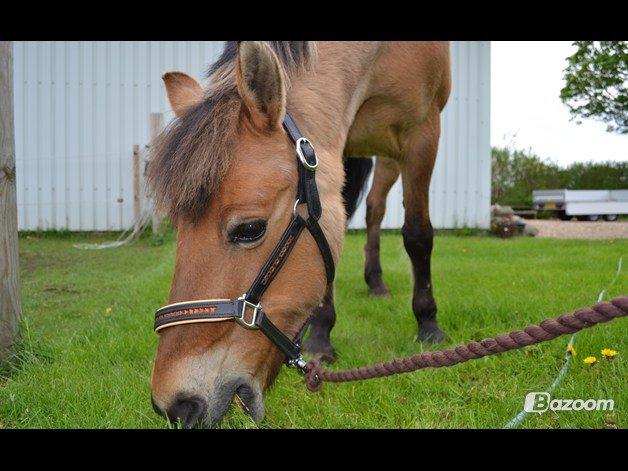 Anden særlig race Cazim <3 :) billede 12