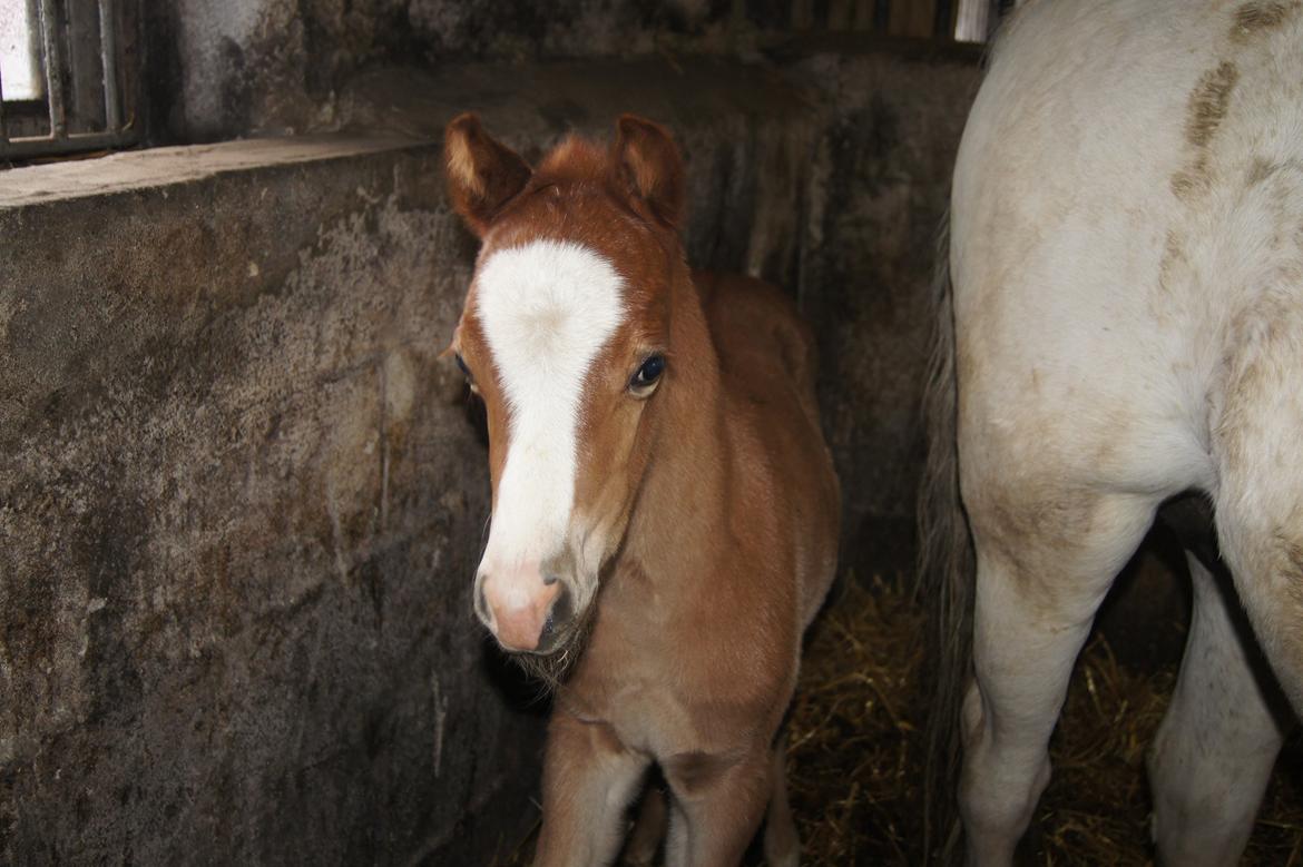 Welsh Pony (sec B) Bjerregårds Matiné billede 12