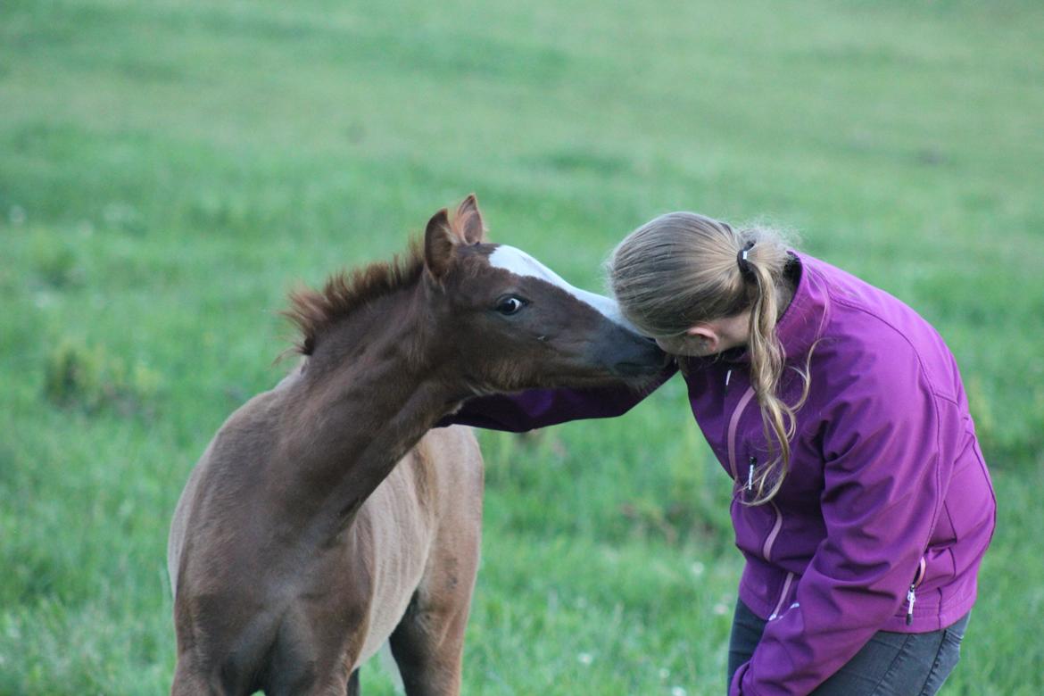 Welsh Pony (sec B) Bjerregårds Matiné billede 15