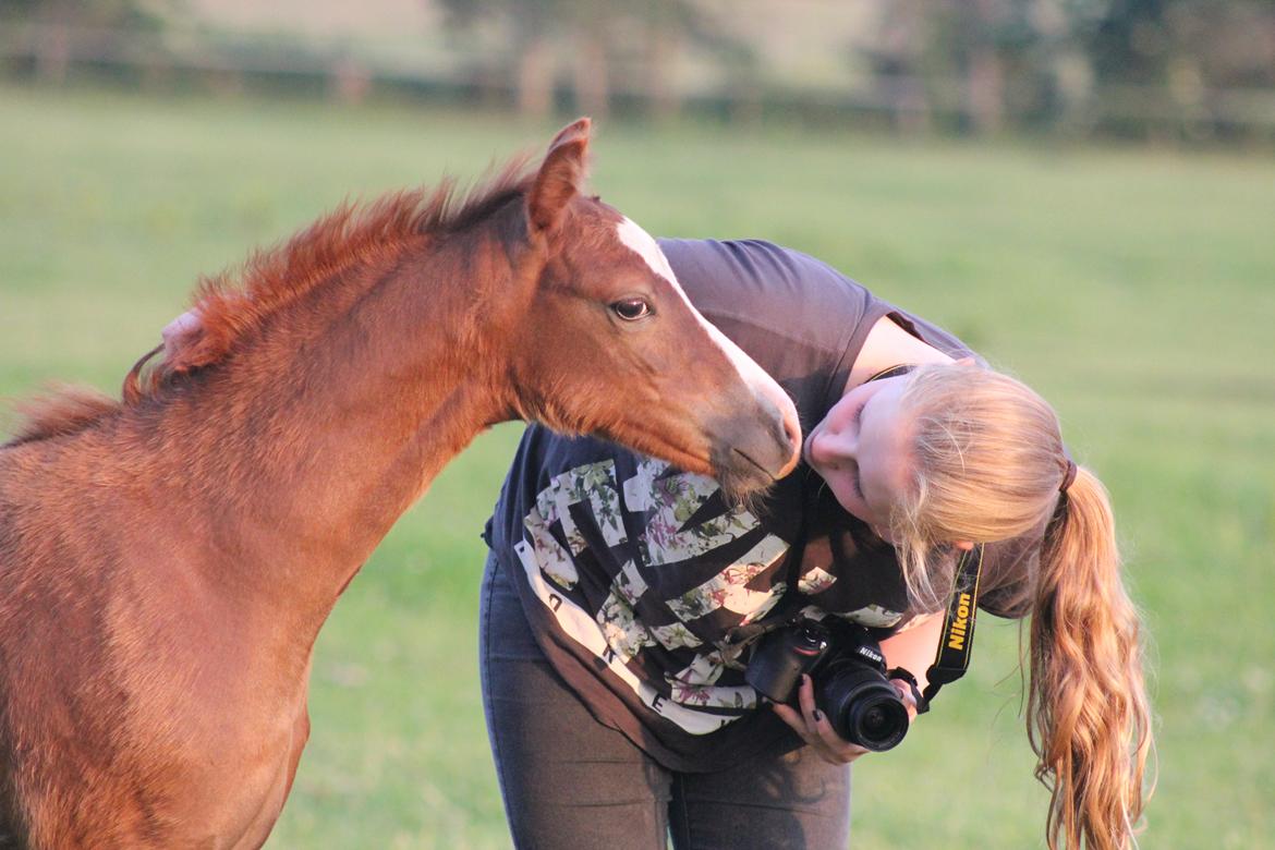 Welsh Pony (sec B) Bjerregårds Matiné billede 2