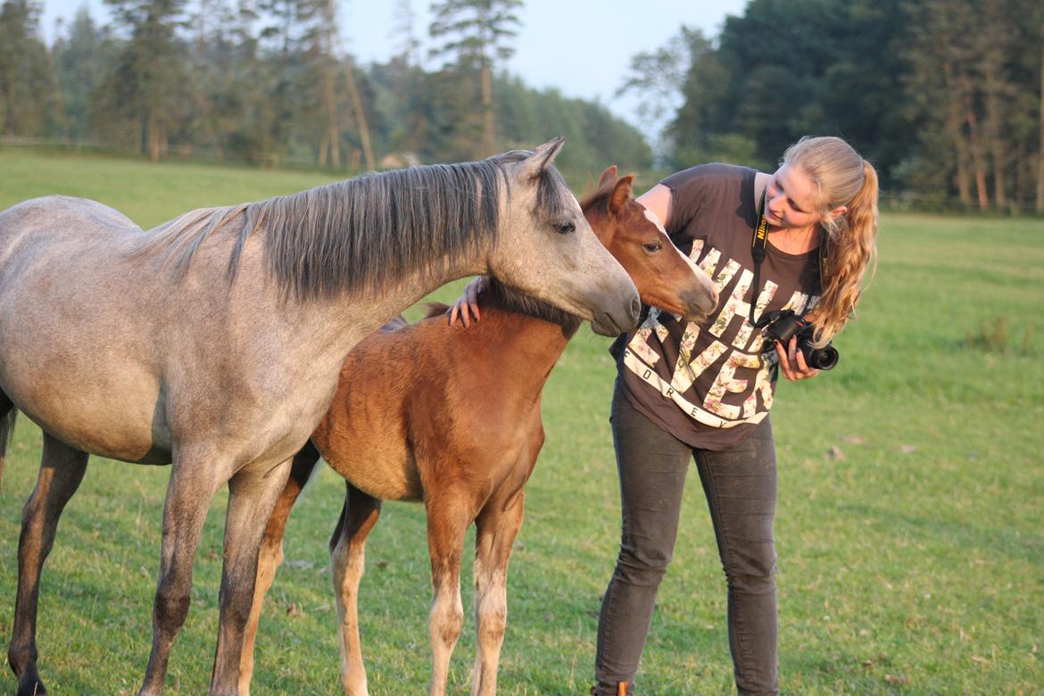 Welsh Pony (sec B) Bjerregårds Matiné billede 6