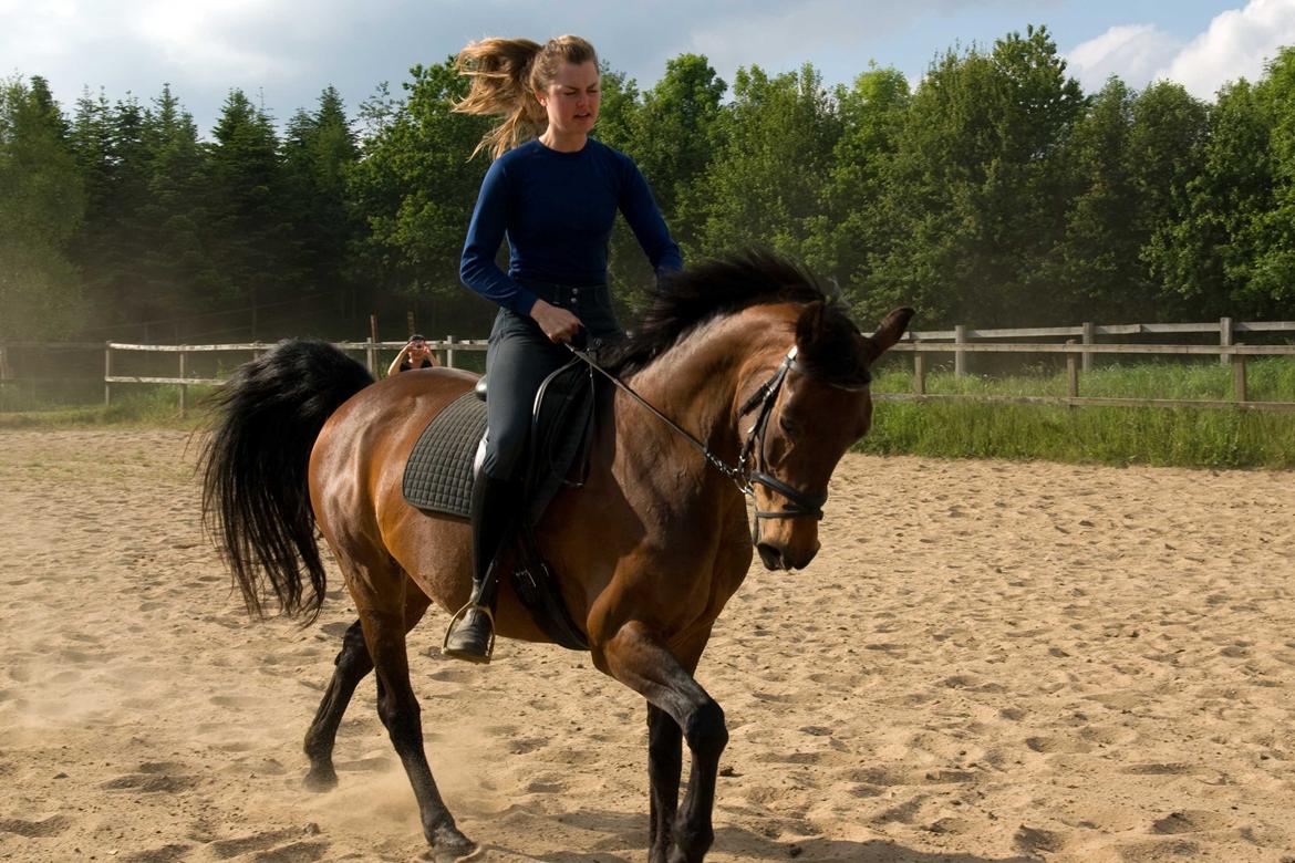 Dansk Varmblod Viekjærsvangs Mae West billede 6