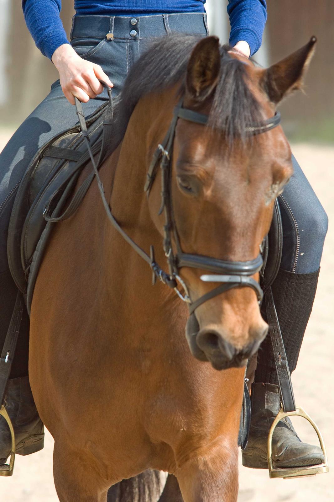 Dansk Varmblod Viekjærsvangs Mae West billede 18