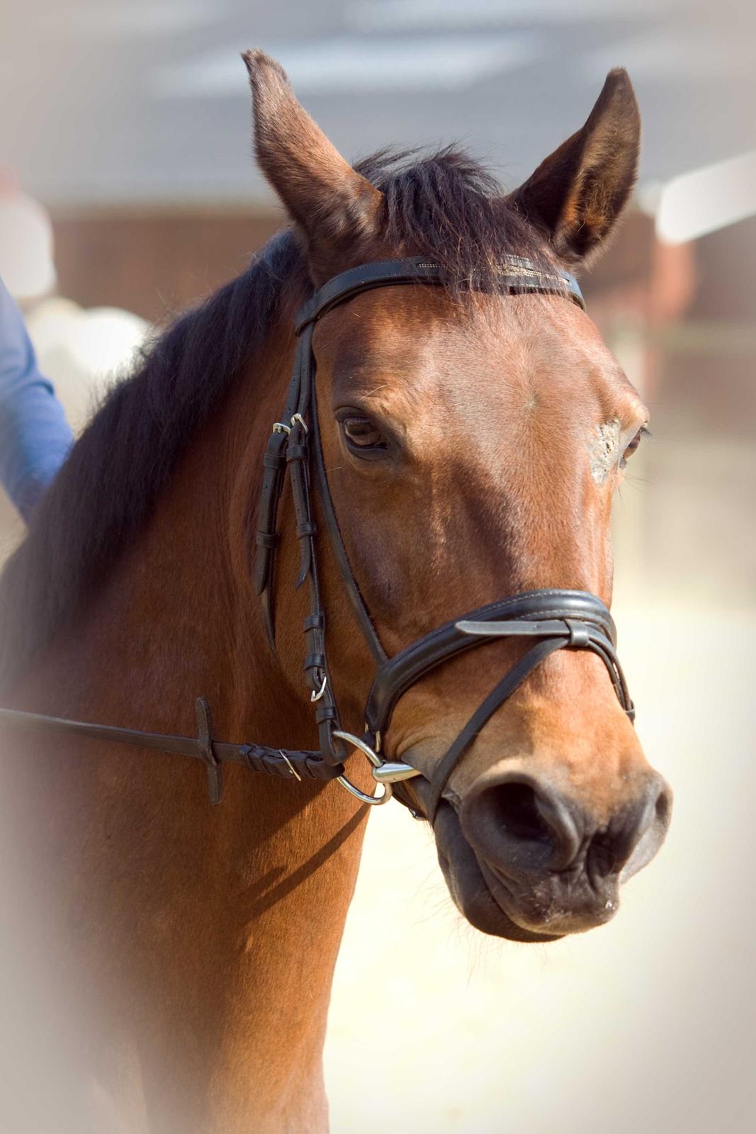 Dansk Varmblod Viekjærsvangs Mae West billede 19