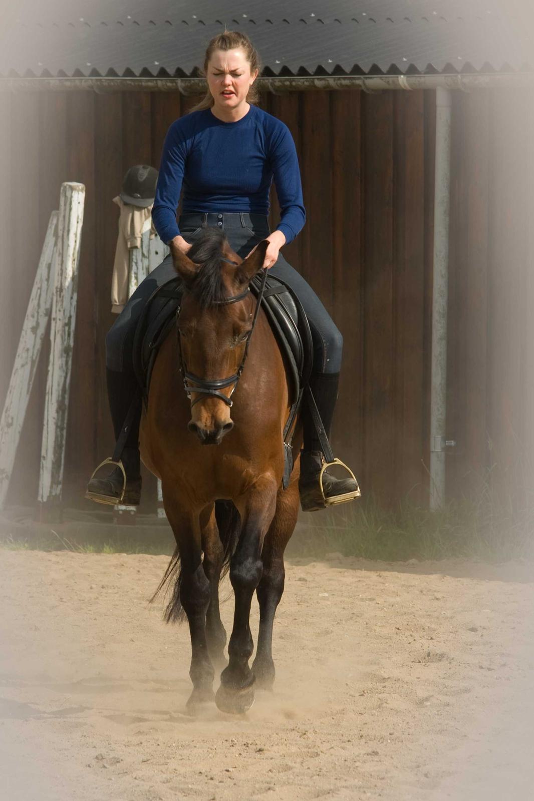 Dansk Varmblod Viekjærsvangs Mae West billede 20