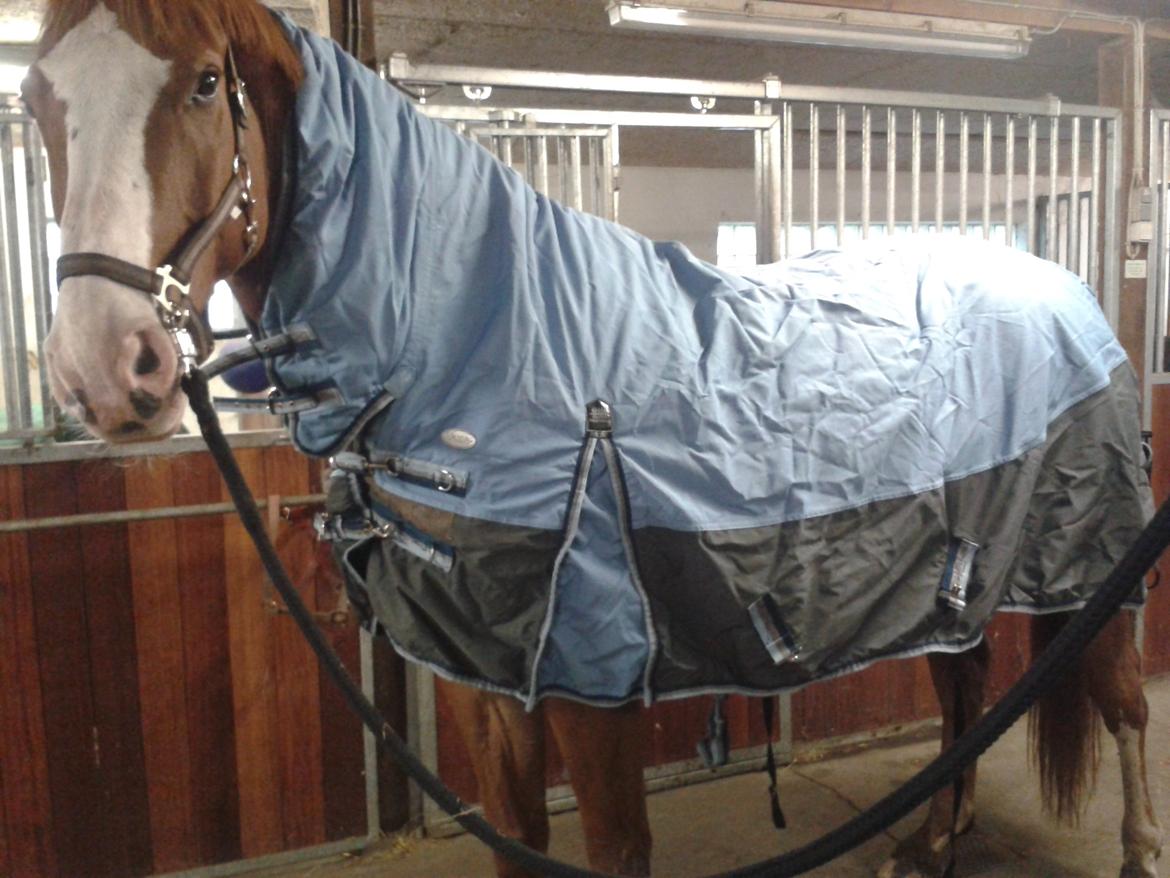 Dansk Varmblod Engholms Windcome billede 26