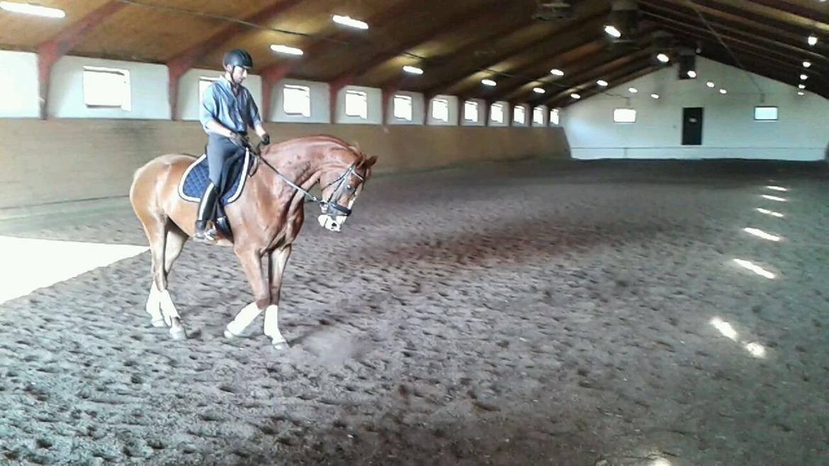 Dansk Varmblod Engholms Windcome billede 25