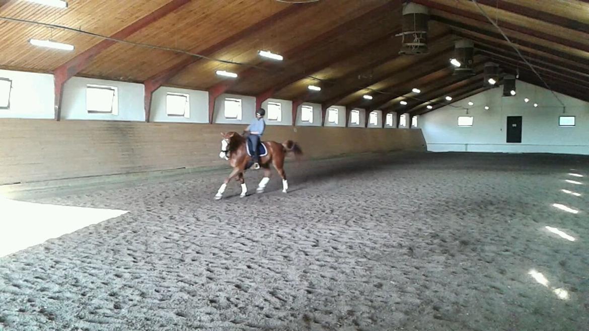 Dansk Varmblod Engholms Windcome billede 27