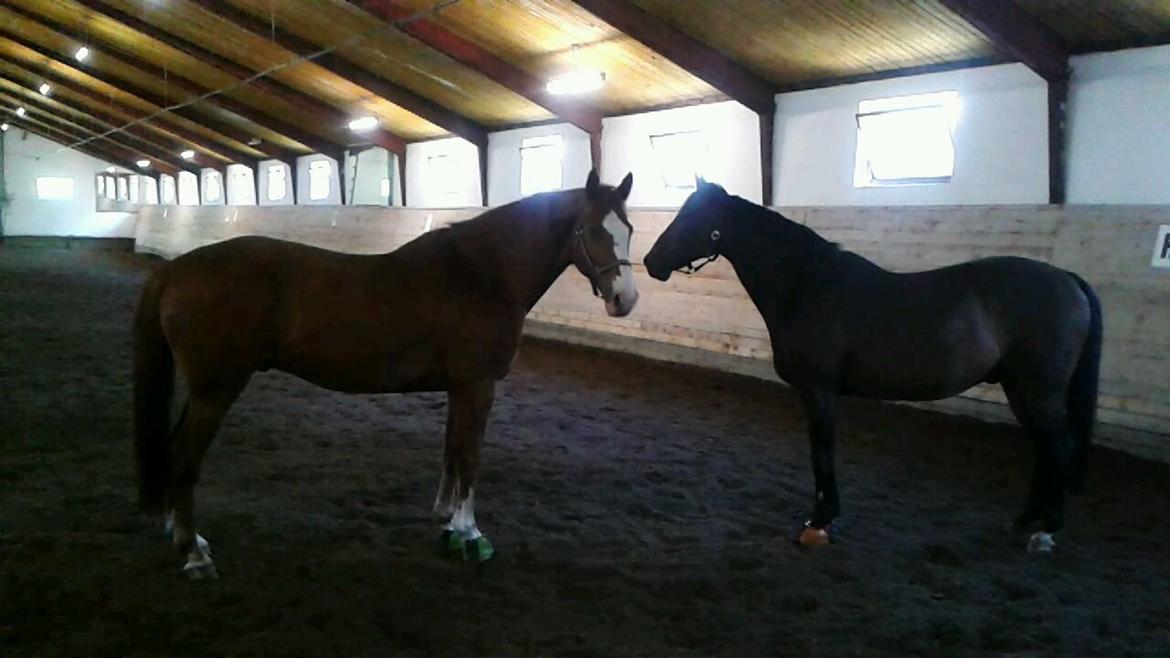 Dansk Varmblod Engholms Windcome billede 28