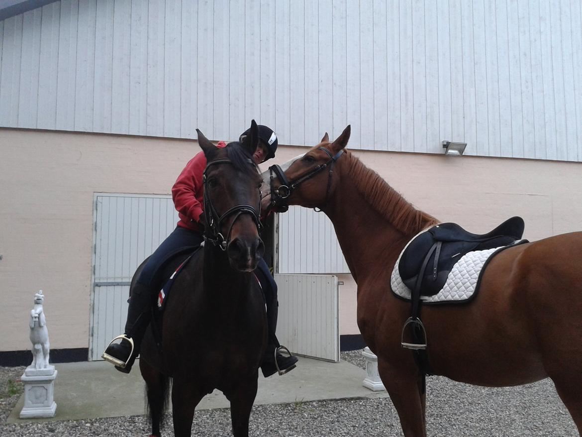 Dansk Varmblod Engholms Windcome billede 29