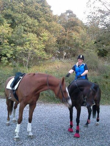 Dansk Varmblod Engholms Windcome billede 30