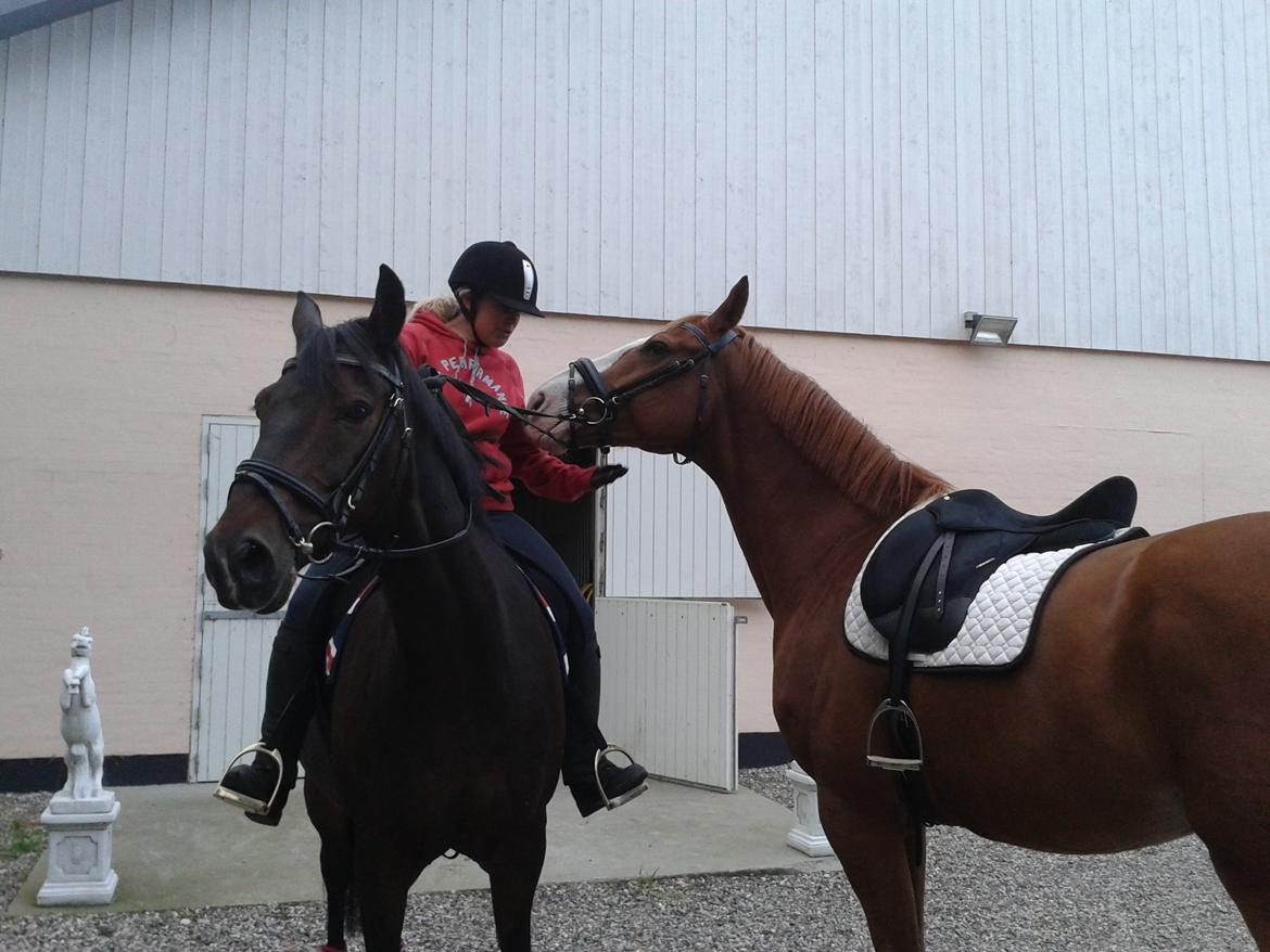 Dansk Varmblod Engholms Windcome billede 31