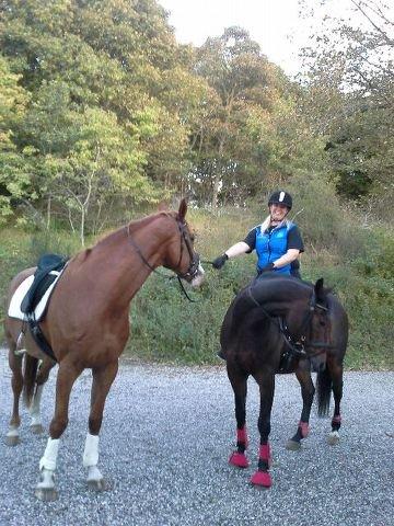 Dansk Varmblod Engholms Windcome billede 2