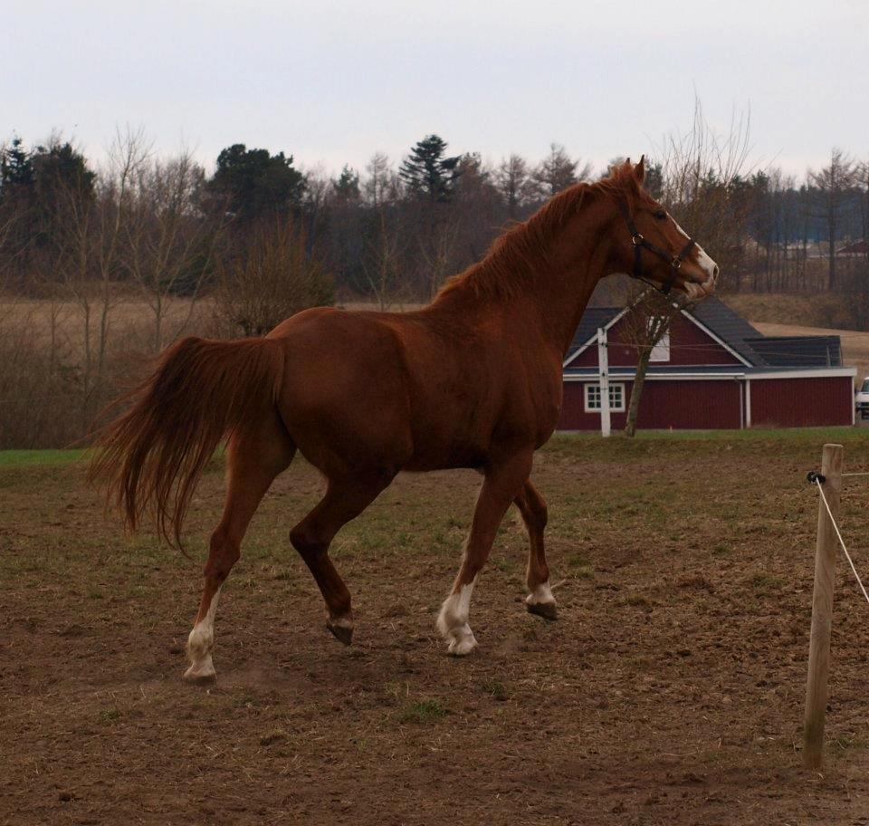 Dansk Varmblod Engholms Windcome billede 32