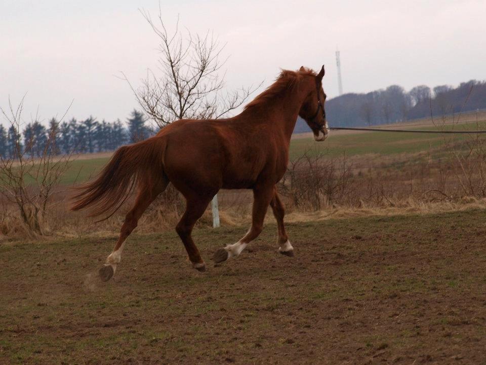 Dansk Varmblod Engholms Windcome billede 33