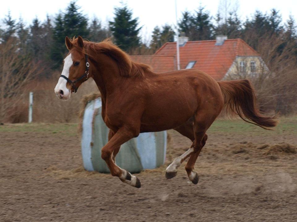 Dansk Varmblod Engholms Windcome billede 34