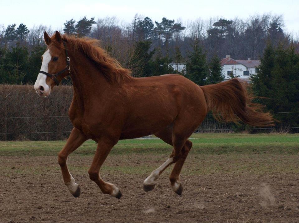Dansk Varmblod Engholms Windcome billede 35