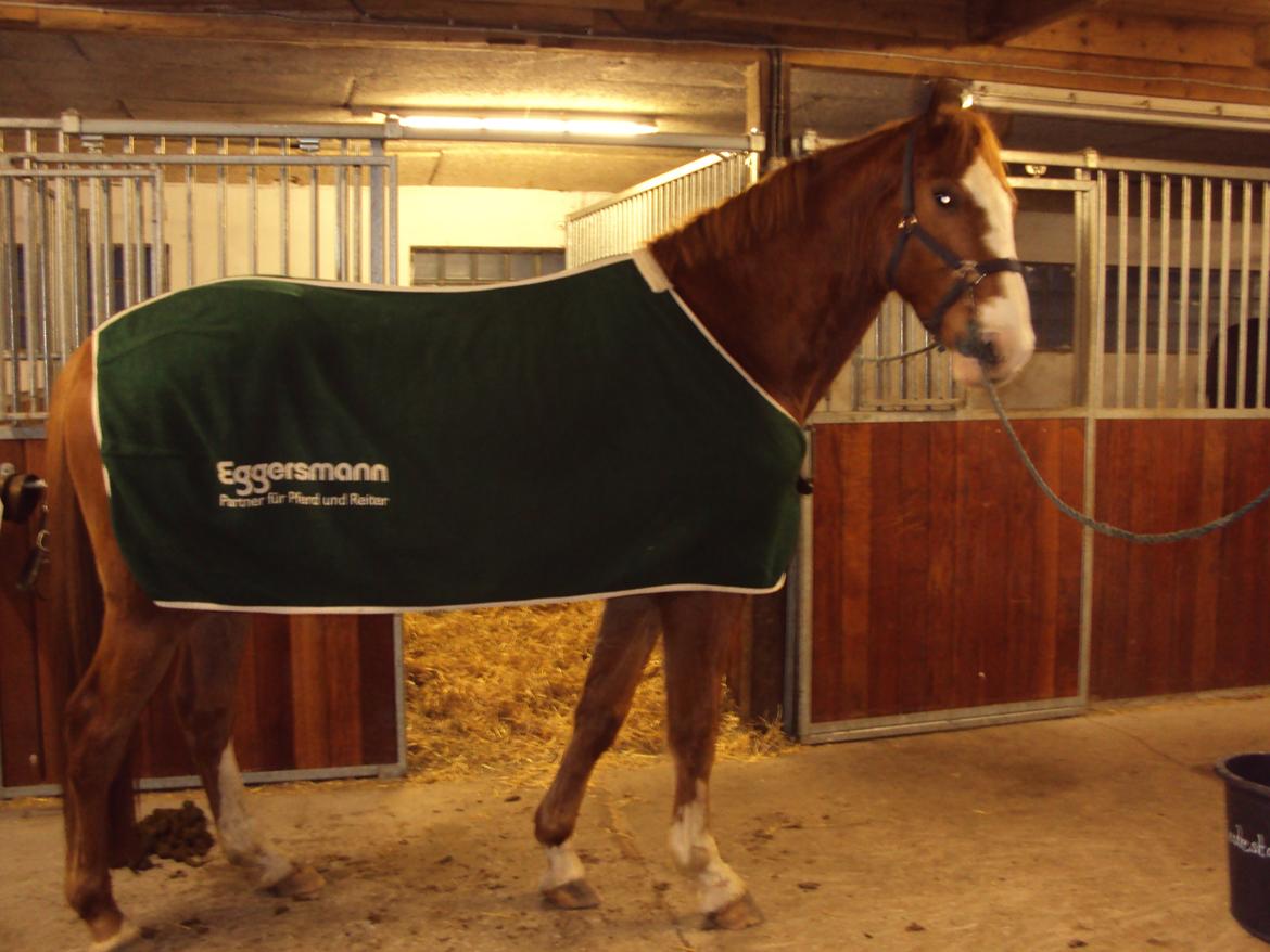 Dansk Varmblod Engholms Windcome billede 36