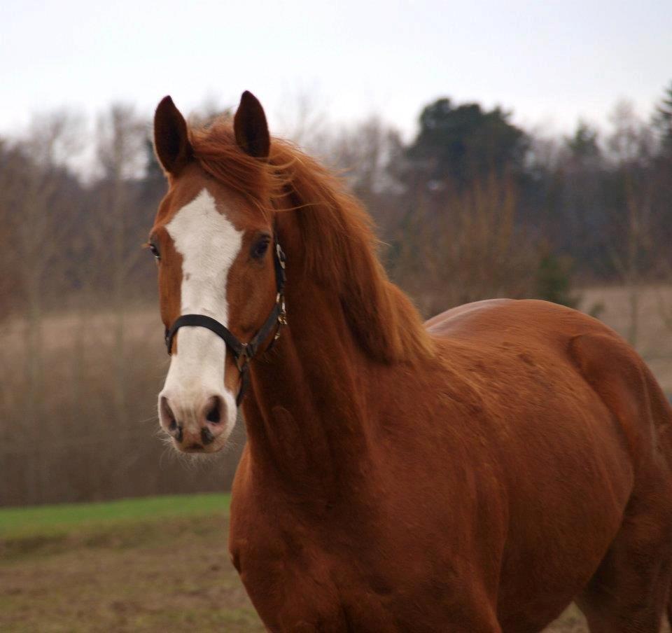 Dansk Varmblod Engholms Windcome billede 1