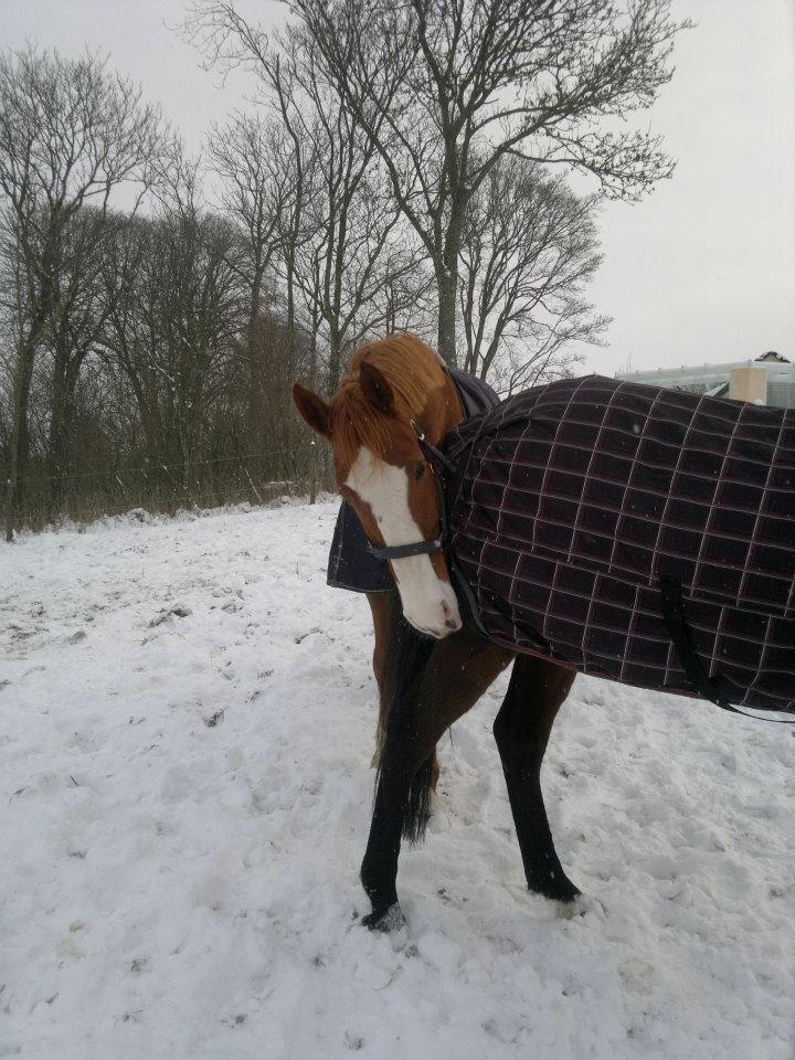 Dansk Varmblod Engholms Windcome billede 37