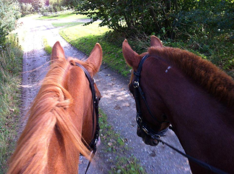 Dansk Varmblod Engholms Windcome billede 38