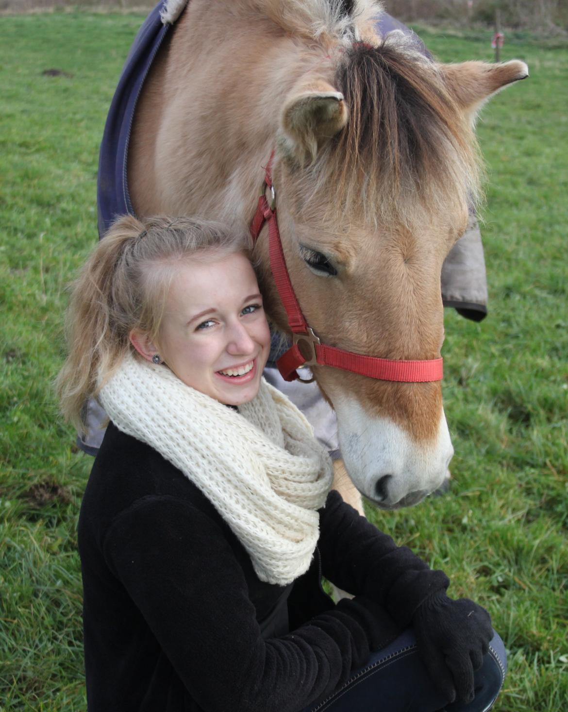 Fjordhest Vesteragers Bella billede 8