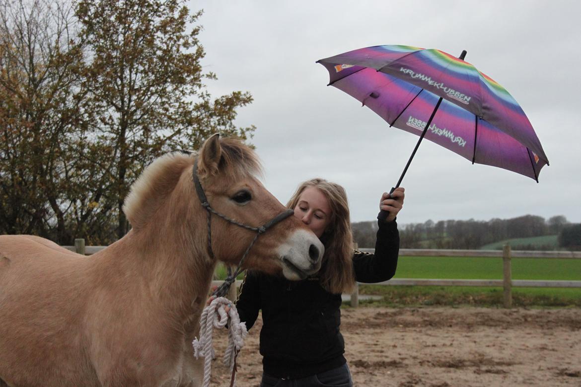 Fjordhest Vesteragers Bella billede 20