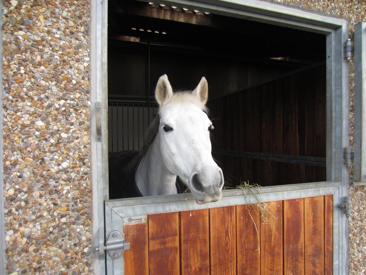 Welsh Partbred (Sec F) Ballettens Silent Victory - pony kigger ud af sit vindue<3 billede 16