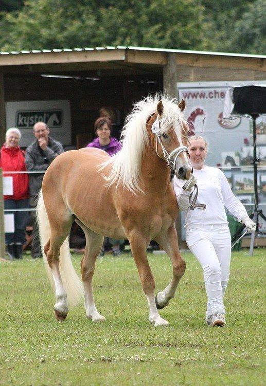 Haflinger Gandrupgårds Nazim billede 2