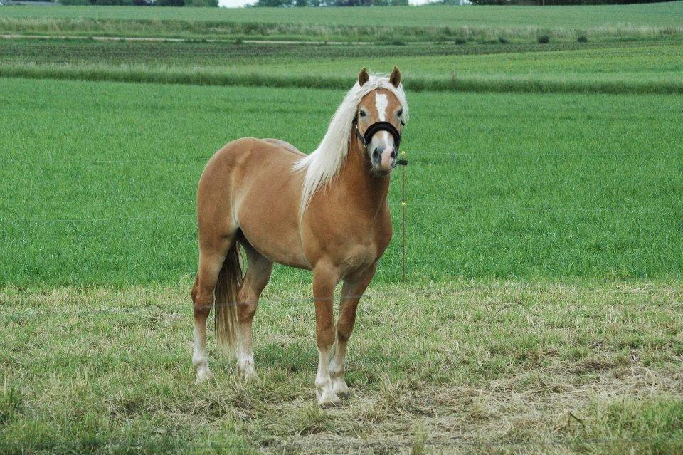 Haflinger Gandrupgårds Nazim billede 3