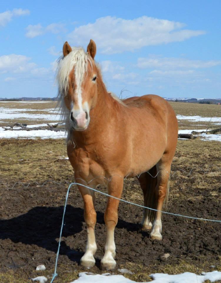 Haflinger Gandrupgårds Nazim billede 4
