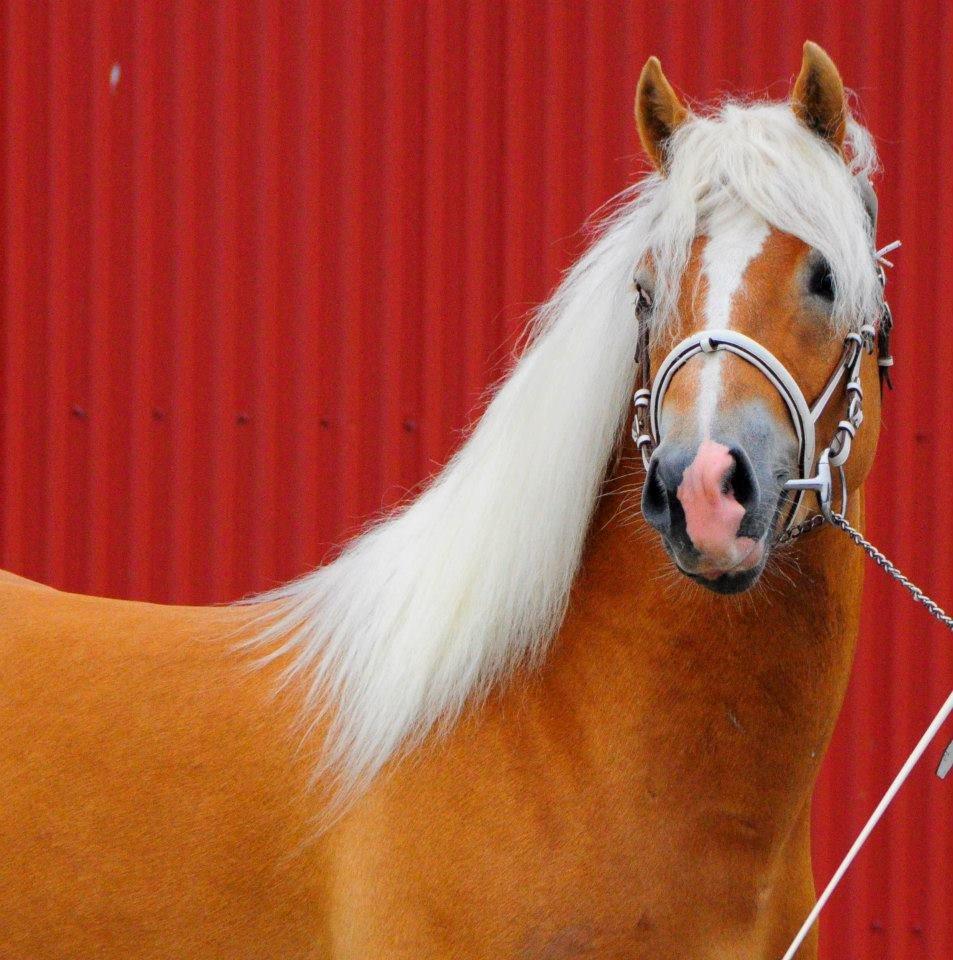 Haflinger Gandrupgårds Nazim billede 5