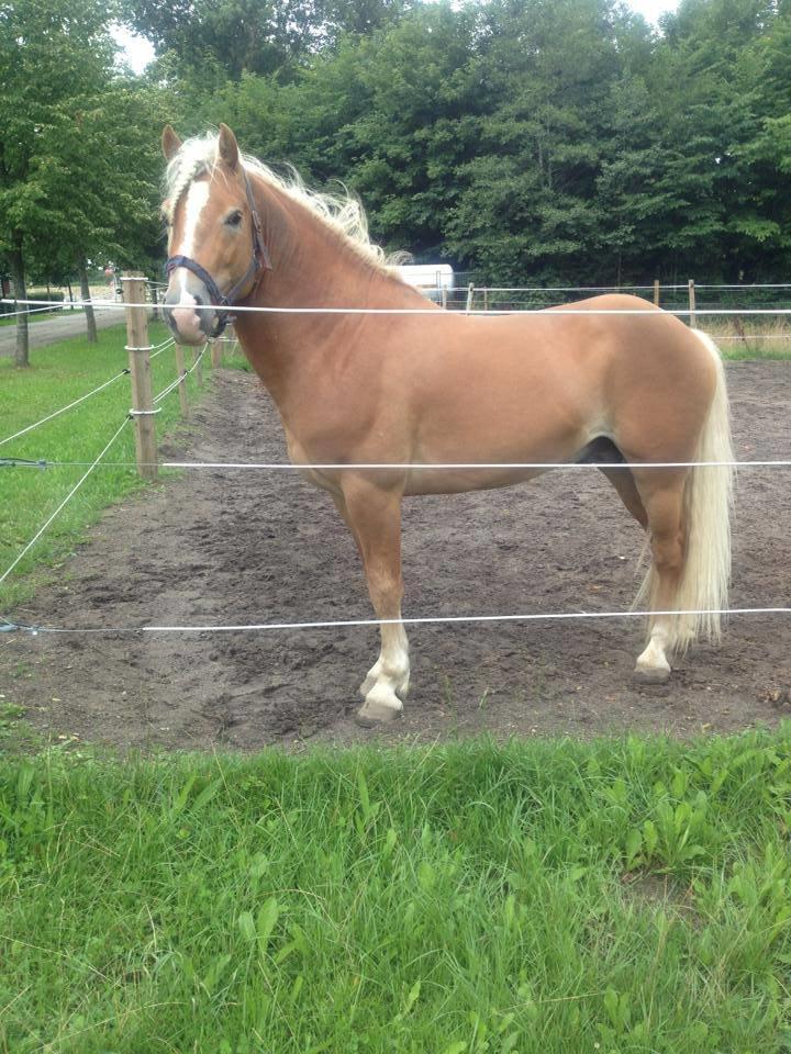 Haflinger Gandrupgårds Nazim billede 6