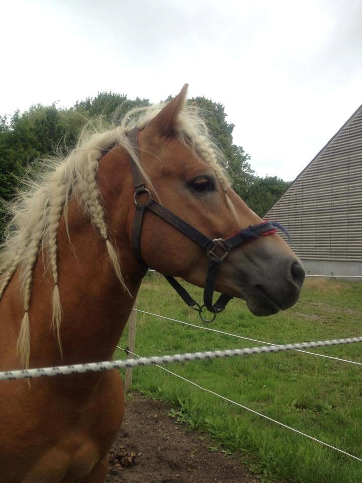 Haflinger Gandrupgårds Nazim billede 7