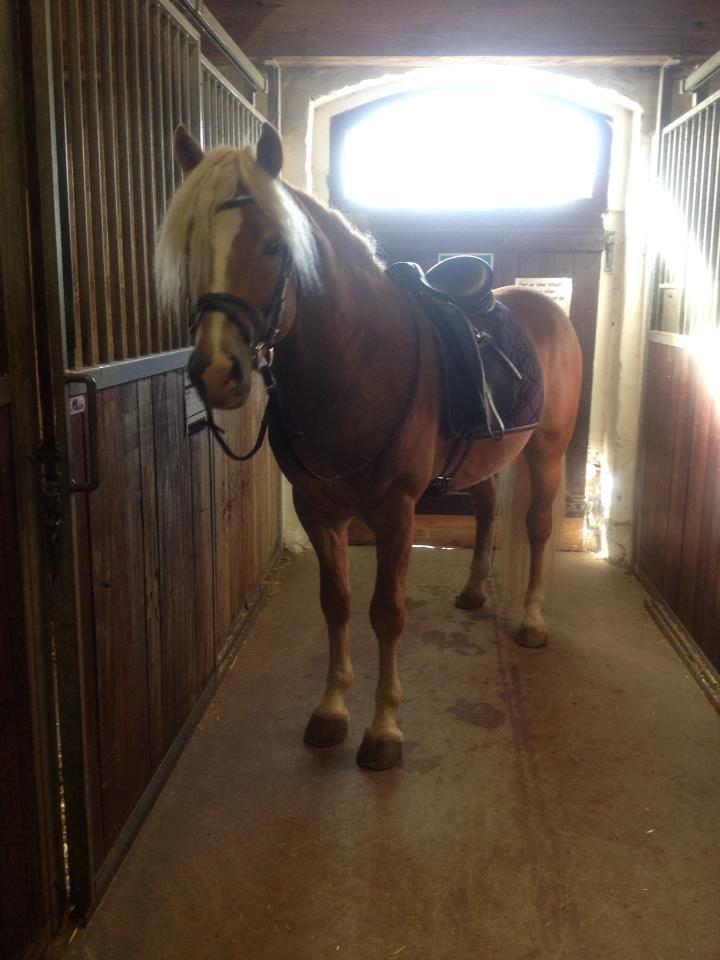 Haflinger Gandrupgårds Nazim billede 8