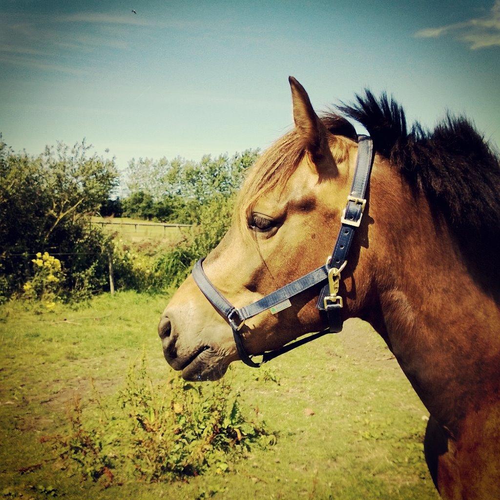 Anden særlig race Buster - En sommerdag på sommergræs billede 10