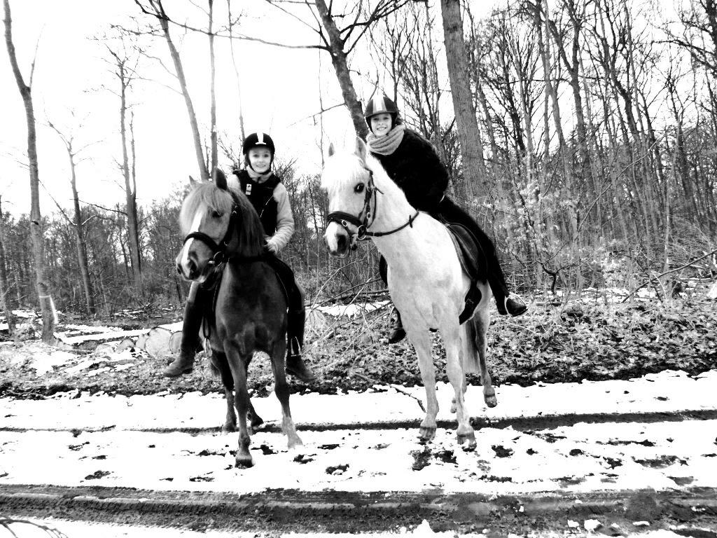 DSP Vejlebro´s Stella  billede 17