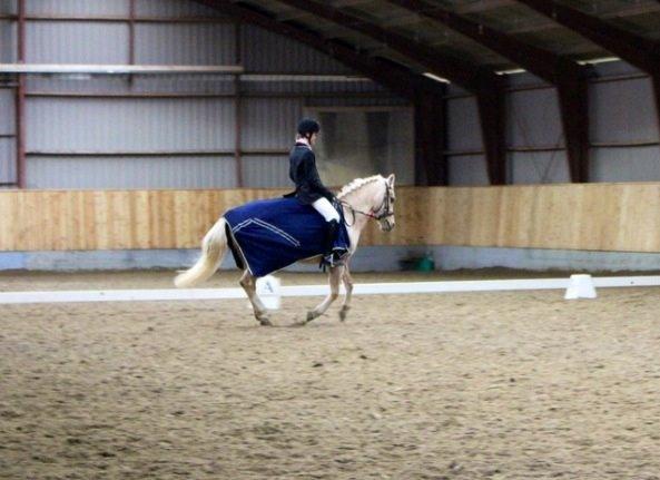 DSP Vejlebro´s Stella  billede 11