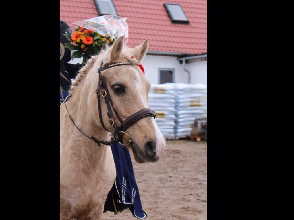 DSP Vejlebro´s Stella  billede 7