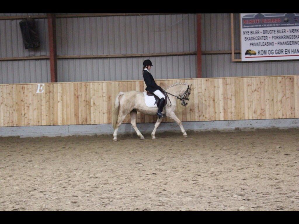 DSP Vejlebro´s Stella  billede 9