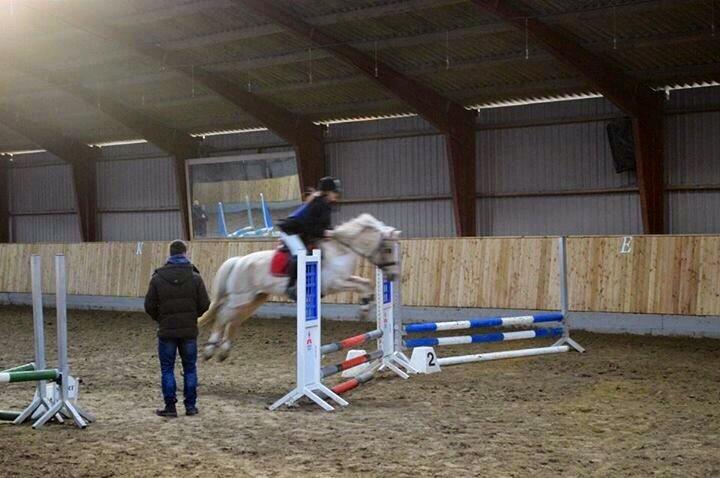 DSP Vejlebro´s Stella  billede 5