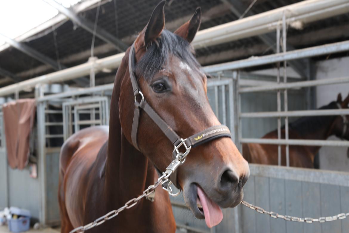 Dansk Varmblod Gørklintgårds Gaia billede 19