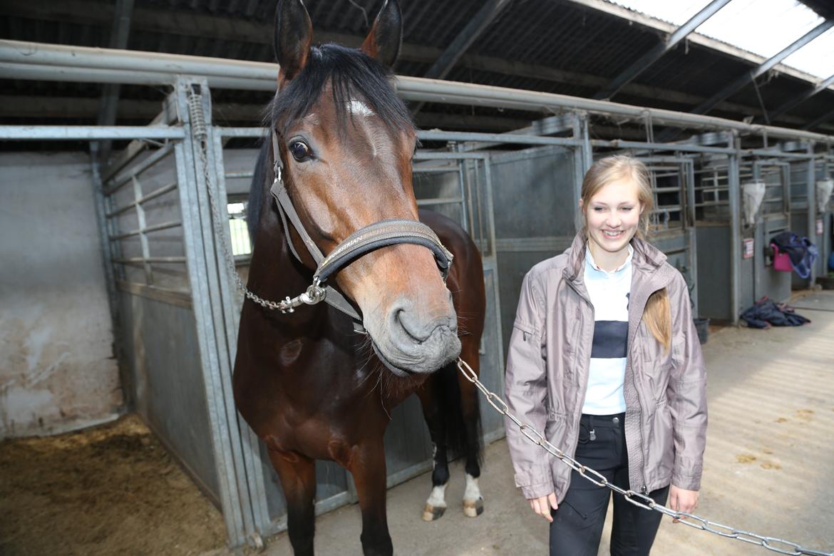 Dansk Varmblod Gørklintgårds Gaia billede 20