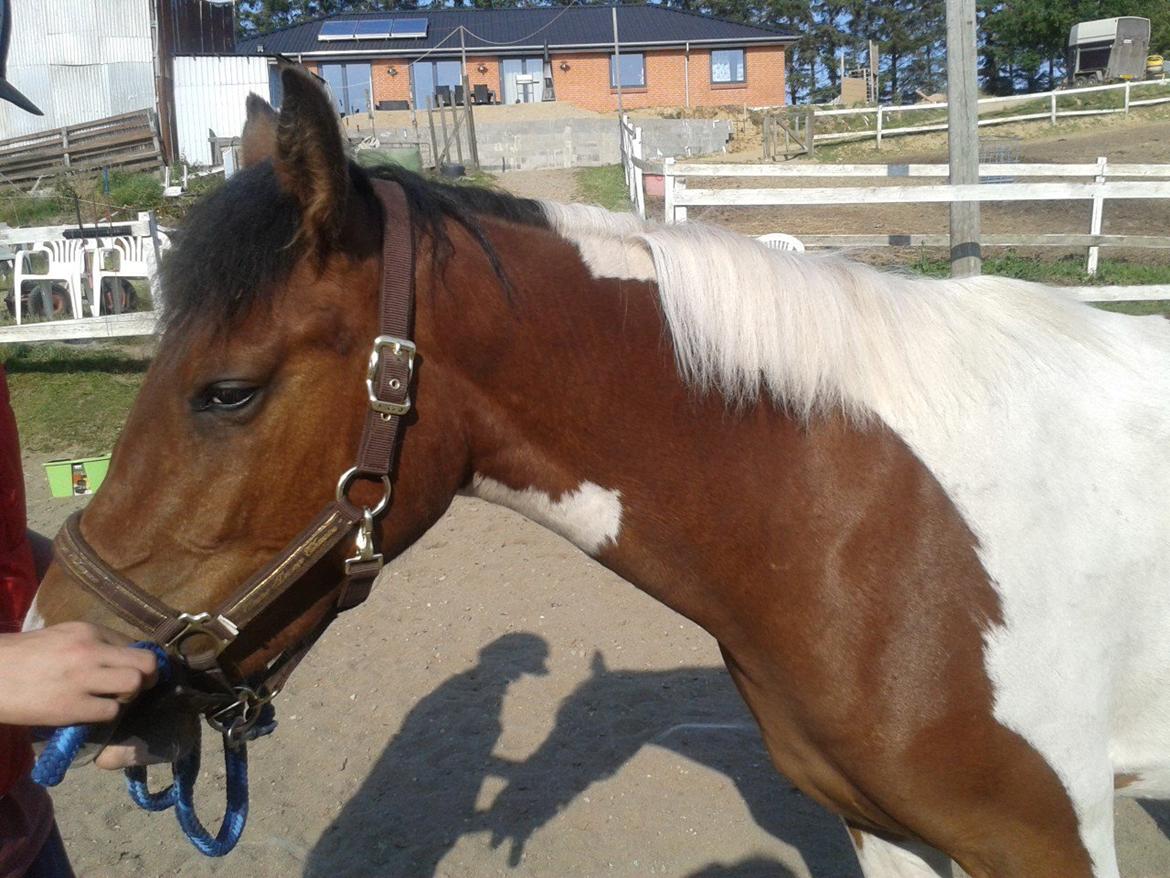 Pinto Kilgast's Assur billede 20