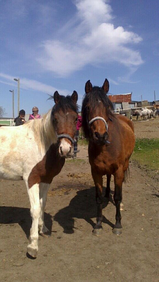 Pinto Kilgast's Assur billede 21