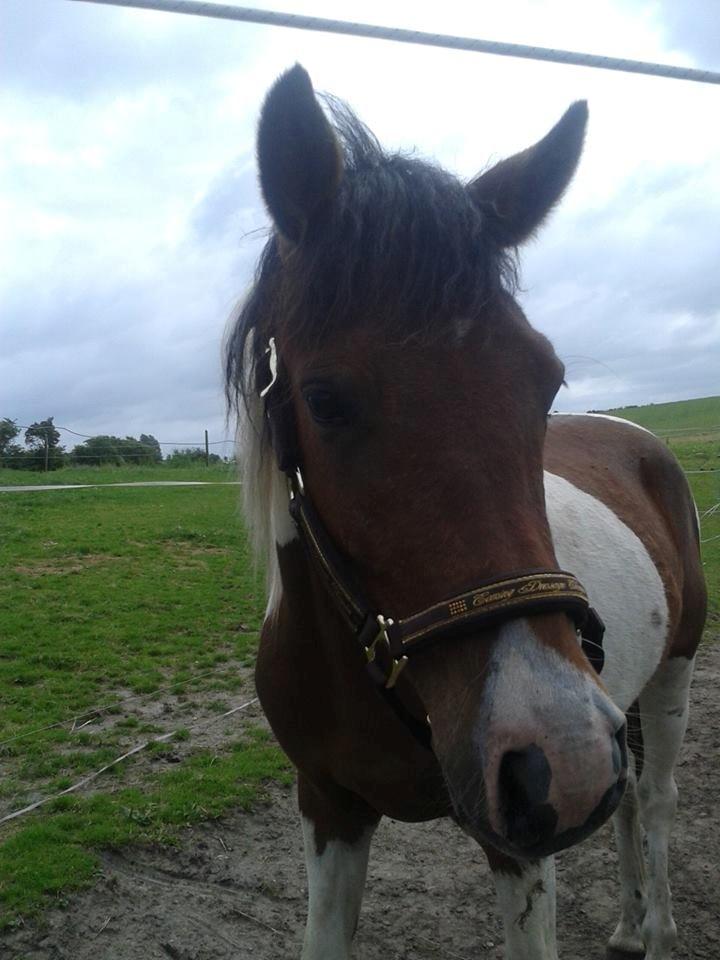 Pinto Kilgast's Assur billede 22