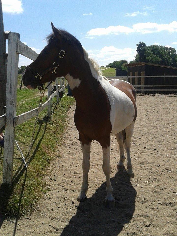 Pinto Kilgast's Assur billede 23