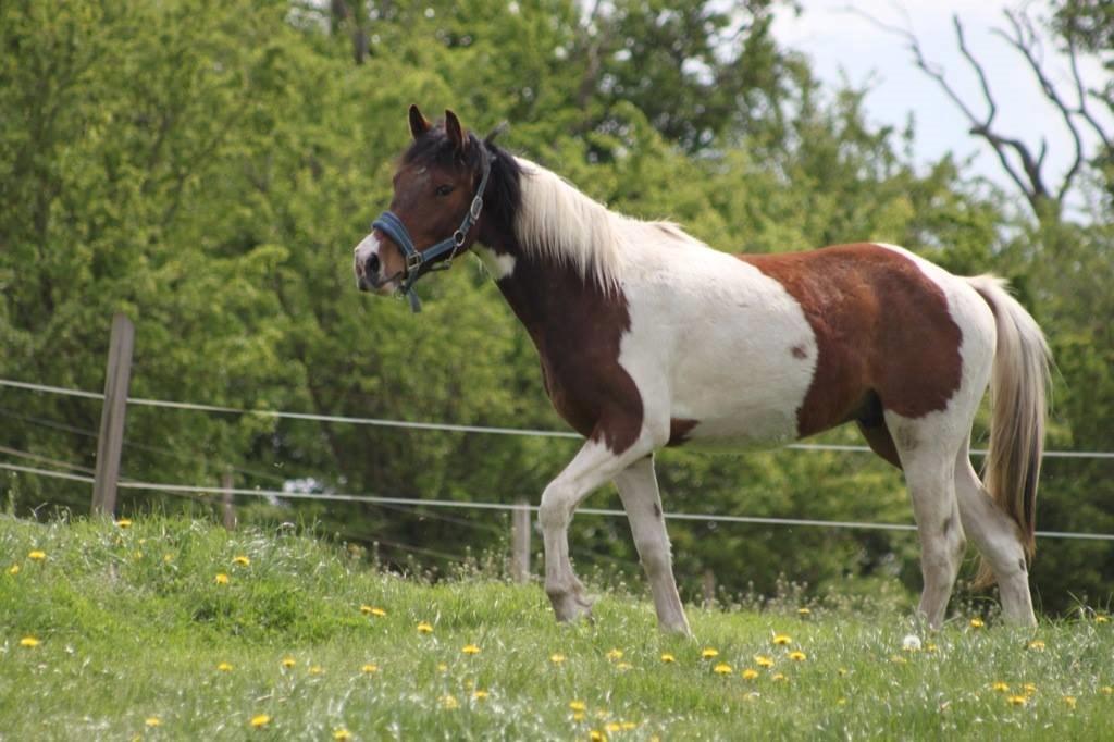 Pinto Kilgast's Assur billede 24