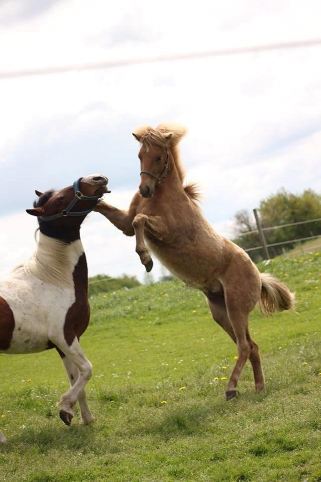 Pinto Kilgast's Assur billede 25