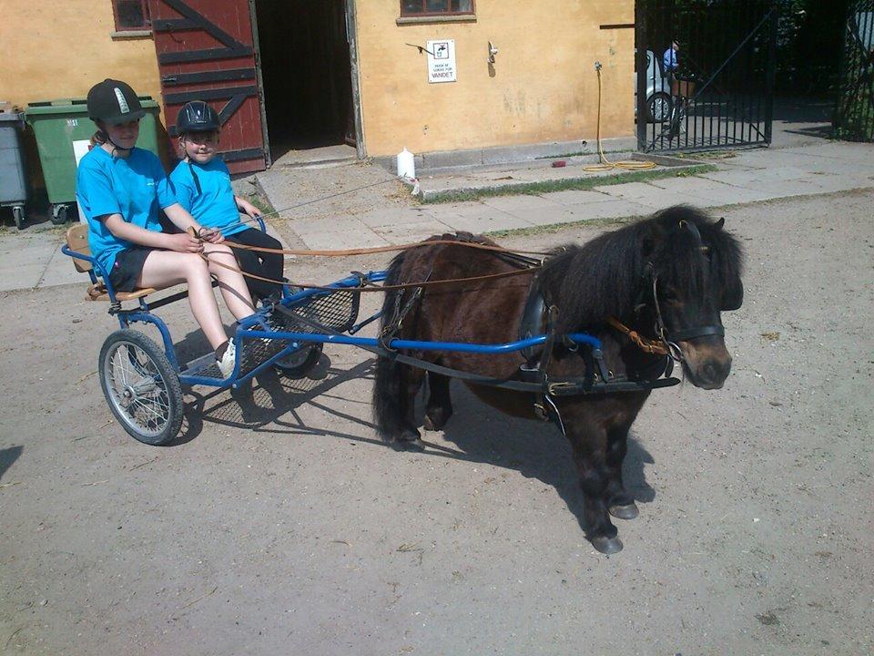 Shetlænder Sir Lancelot - Marikka og Mia på udflugt billede 3